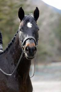 Hongre - selle francais - 5 ans - dressage