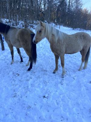 Pouliche welsh poney