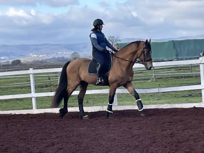 Welsh cob hongre 6 ans 1,60 m isabelle