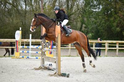 Propose dp cheval de sport cso / dressage