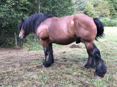 Vends trait ardennais 5 ans