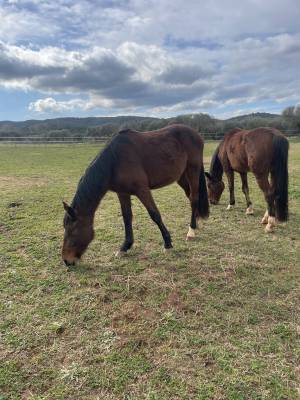Lote 2 potros para el deporte