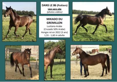 Hongre lusitano-arabe pp-dsa 3 ans a vendre 