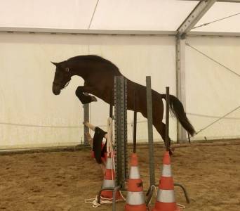 Hongre lusitano-arabe pp-dsa 3 ans a vendre 