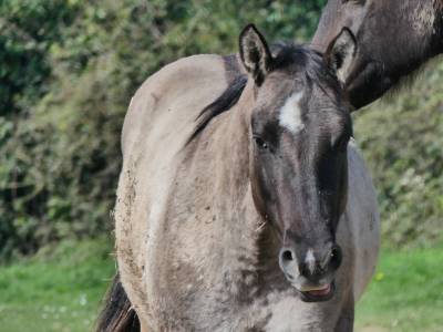 Etalon quarter horse grullo