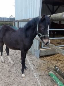 Poney male pfs par izar de la fosse