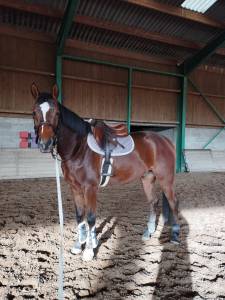 Hongre 6 ans, quite easy x quick star