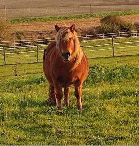 Ponette shetland a vendre 