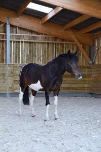 Poney à vendre - 1m32