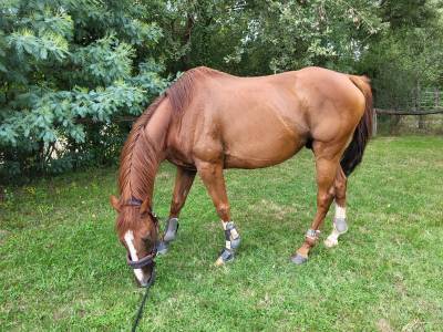 Cheval de dressage à vendre 