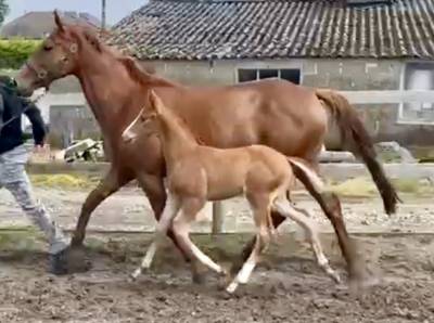 Poulain dressage prestige best sir des hurliers