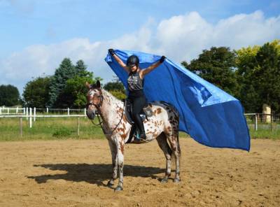 Amazing leopard anglo arab gelding !