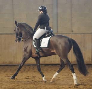 Cavallo 7 anni 