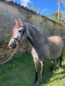 Ponette nf 5ans