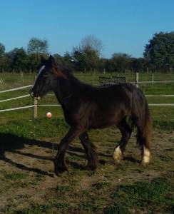 Irish cob