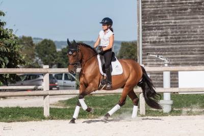 Hongre - pre - 9ans - dressage / loisir