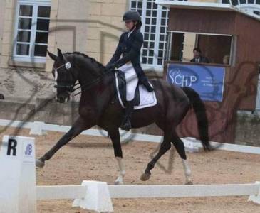 Maître d’école dressage 