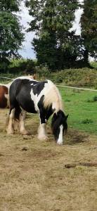 Irish cob top loisirs