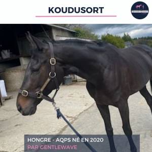 Koudusort - 5 ans - aqps