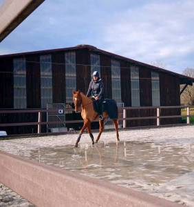 Cheval pp pur sang 6 ans 