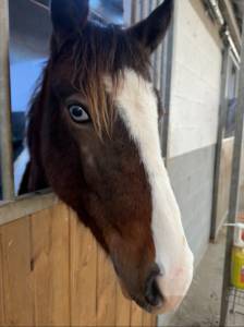 Poney pie tobiano homozygote