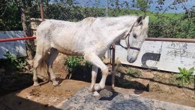 Caballo con doma