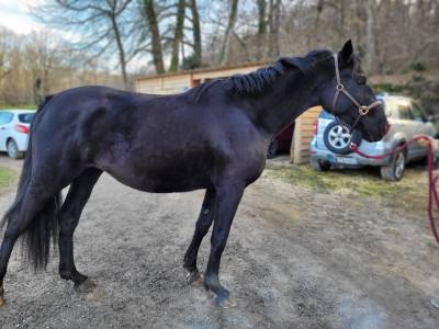 Pouliche zangersheide noire 3 ans