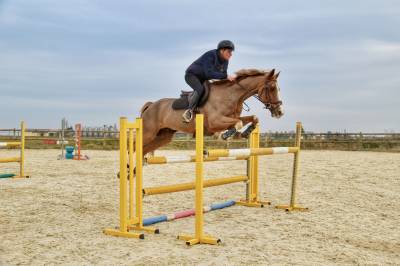 Dulce - cheval maître d’école de 12 ans 