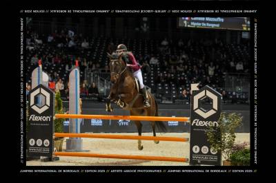 Cheval de sport - cheval selle français de 8 ans