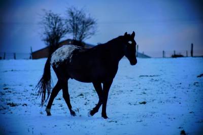 Superbe poulain appaloosa noir capé