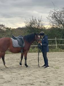 Vends selle de dressage antarès 17,5 pouces noire