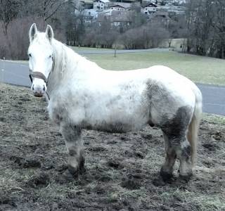 Hongre boulonnais à vendre