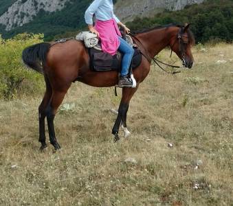 Castrone arabo 9 anni