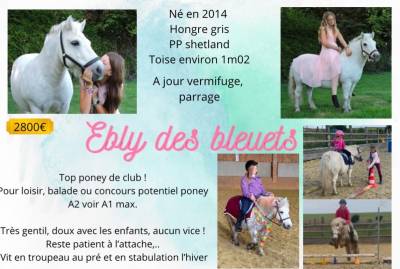 Ebly des bleuets, hongre pp shetland