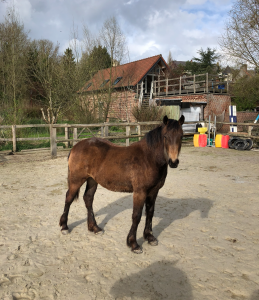 Pouliche 2 ans / welsh cob isabelle