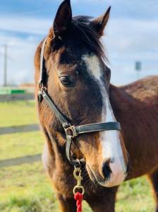 Assurance vie : idéal cheval de famille ou de loisir