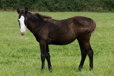 Pouliche paint horse 