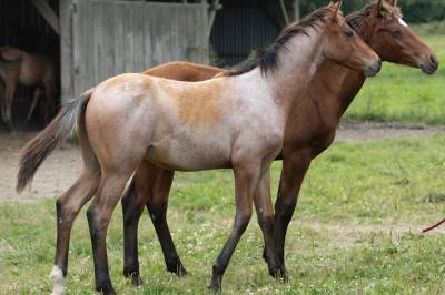 Poulain quarter horse bai rouan