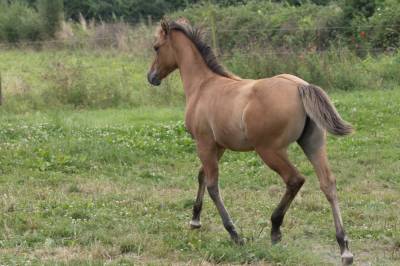 Pouliche quarter horse