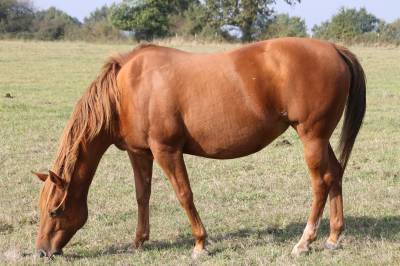 Poulinière quarter horse à donner