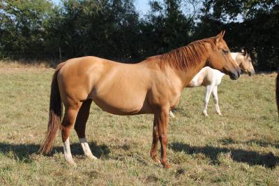 Poulinière paint horse