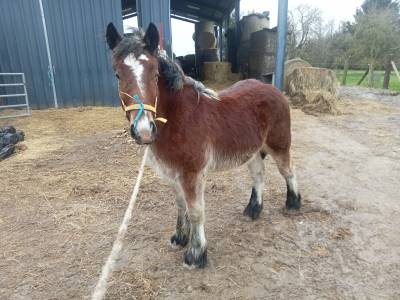 Vend poulain trait du nord d`un an 