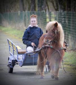 Looping shetland alezan 