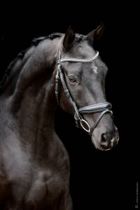 Jeunes chevaux de dressage
