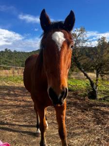 Cheval hongre 16 ans pour compagnie