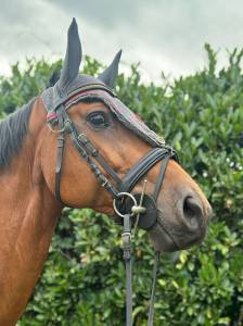 Vendo cavallo italiano