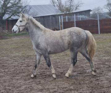 Poney connemara 