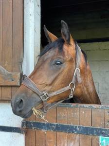  beau et chic hongre 4 ans (complet/cso/dressage)