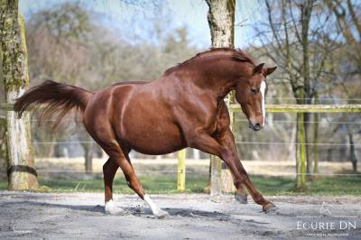 Top jument hanovrienne 5ans lord loxley x goldschmit 