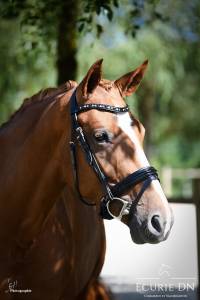 Jument hanovrienne de 5ans lord loxley x goldschmidt